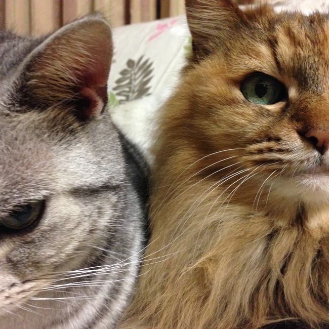 マロメロ55のカバー写真