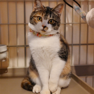 生後5ヶ月くらいの三毛ちゃん