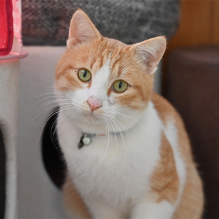 茶白のボク、３～４歳。可愛いよ＾＾