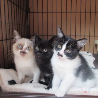 むつごの里親さま募集中