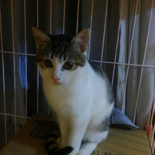 撫でられるのが好きな4カ月の女の子