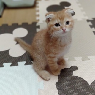 茶トラ✖スコティッシュ風のたれ耳★美猫アラバ