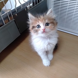 抱っこＯＫ★甘えん坊★ふわふわ長毛の三毛猫パピ