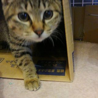 ツンデレな4カ月の女の子