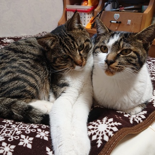 幼猫８ヶ月、りく＆そら仲良し兄弟