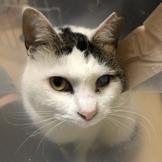 味のある猫、小梅ちゃん