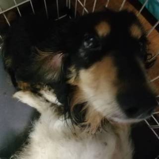 再度募集ブリーダー放棄ブラックタンDAKS