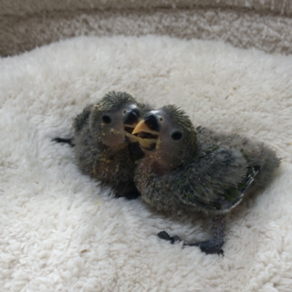 コザクラインコ　6羽います