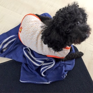 とても人懐っこい黒プードルです。