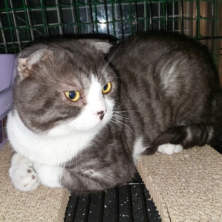 突進クロベェ君