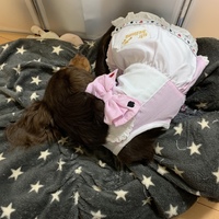 アリス