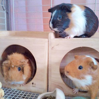 イングリッシュモルモット3匹