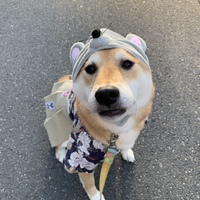 草介