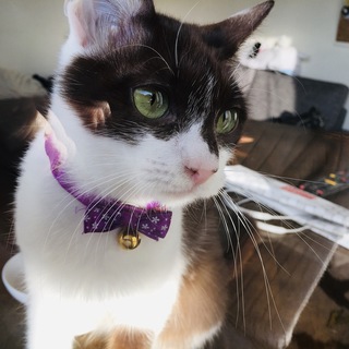 抱っこ大好き！甘えっ子な子猫