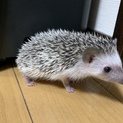 ハリネズミ♂パイド