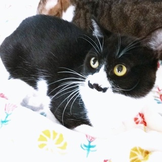 【1/12譲渡会】こちゃっぷくん♪