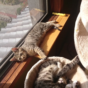 おばの事で忙しいので写真だけ...にゃんず元気です