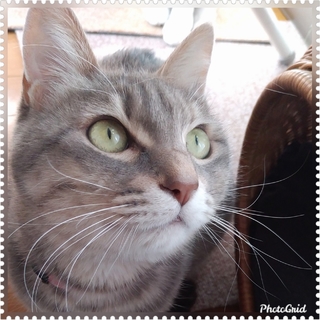 人大好き♥グレー縞美猫レモン3歳