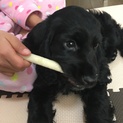 イングリッシュコッカースパニエル子犬