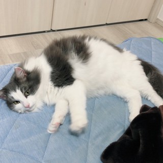 【ありがとうございました】ノルウェージャン