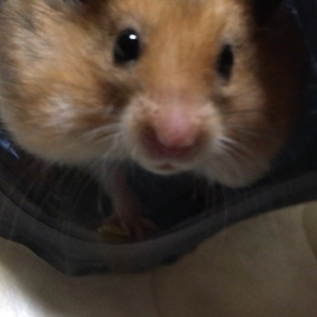 名前が決まらないのカバー写真
