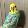 ふかっつー