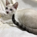 かわいいしっぽはシマシマの白猫ちゃん