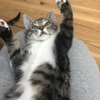 甘ったれ・人が大大好き❤なシラー♂です