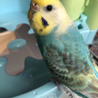 急募！セキセイインコ女の子♀