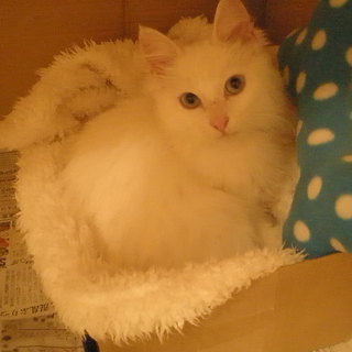 生後3ヶ月の男の子です。ふくちゃんと申します。