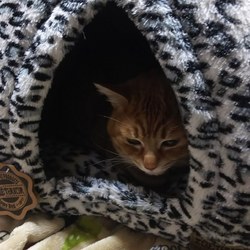 新年ちゃたろう