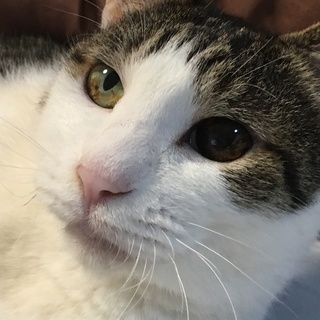 交通事故を乗越えた穏やかなオッドアイちゃん