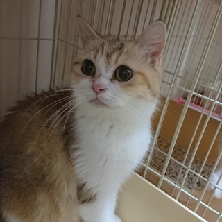 スコF☆ララ☆10歳・女の子・立耳・短毛