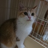 スコF☆ララ☆10歳・女の子・立耳・短毛 サムネイル2