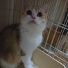 スコF☆ララ☆10歳・女の子・立耳・短毛 サムネイル3
