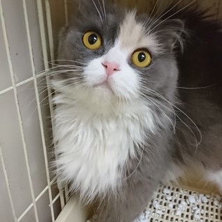 スコF☆ちさとちゃん☆女の子・立耳・4歳・長毛