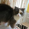 スコF☆ちさとちゃん☆女の子・立耳・4歳・長毛 サムネイル2