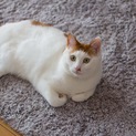 フレンドリーなオス猫