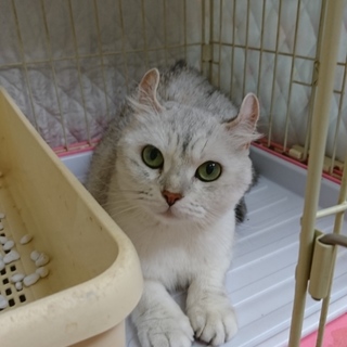 アメリカンカール☆なみ☆女の子・6歳・短毛