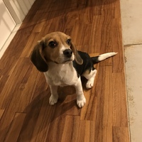 Beagle