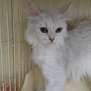 ラガマフィン☆ふゆ☆女の子６歳