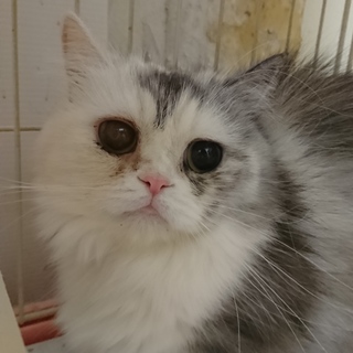 ミヌエット☆姫☆短足・長毛・2歳・女の子