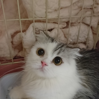 ミヌエット☆まみ☆短足・中長毛・2歳・女の子