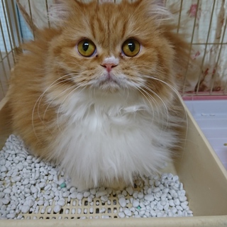 ミヌエット☆ハニー☆短足・長毛・2歳・女の子