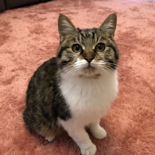 可愛くて甘えんぼさんのオス猫です♪