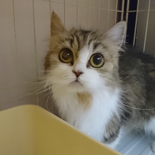 ミヌエット☆ともみ☆短足・長毛・2歳・女の子