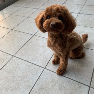 もうすぐ3歳のトイプードルの女の子です。