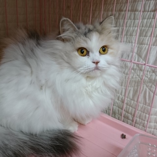 スコティッシュF☆にこ☆女の子・立耳・３歳・長毛