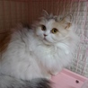 スコティッシュF☆にこ☆女の子・立耳・３歳・長毛 サムネイル2
