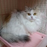 スコティッシュF☆にこ☆女の子・立耳・３歳・長毛 サムネイル3